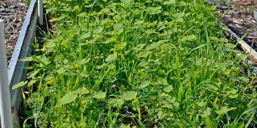 A close up of some green plants in the grass