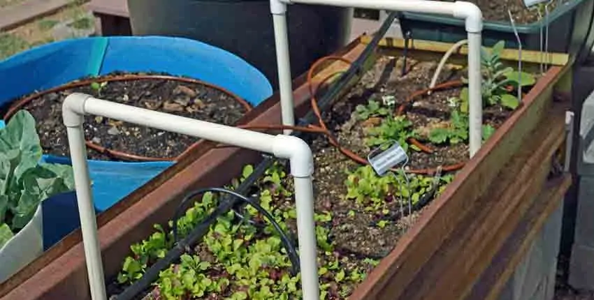 A garden with plants growing in it and water.