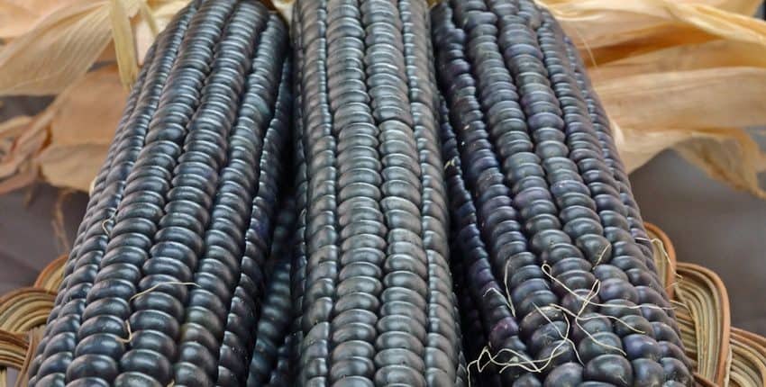 A close up of some blue corn