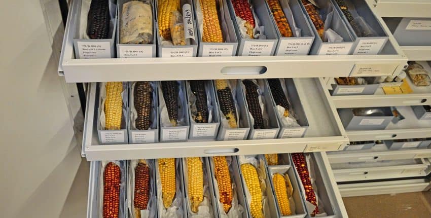 Heirloom Corn Herbarium