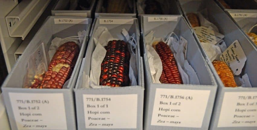 Hopi Heirloom Corn Herbarium