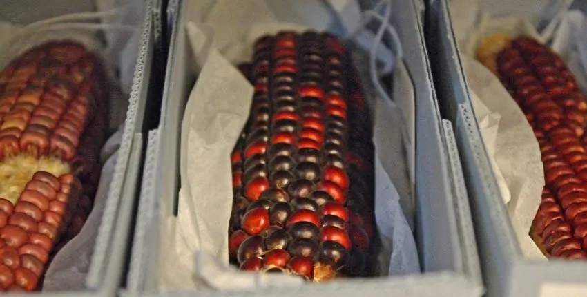A row of ties in boxes with labels on them.