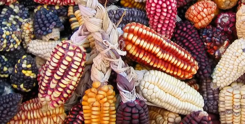 A pile of colorful corn on the cob.