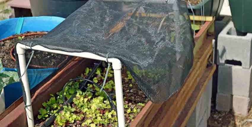 A garden bed with an umbrella over it.