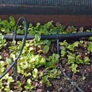 A close up of some plants growing in the ground