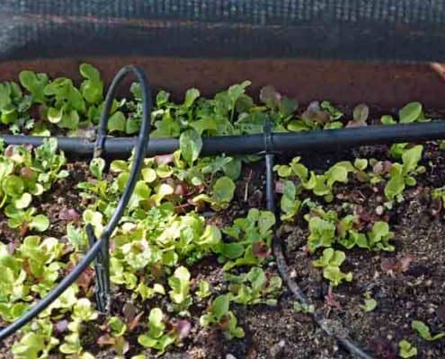 A close up of some plants growing in the ground