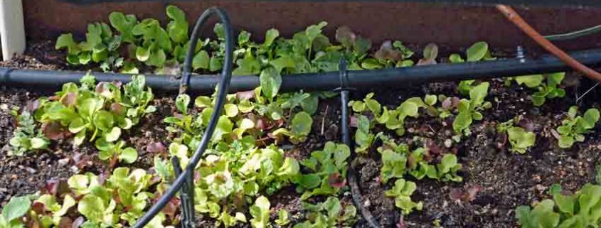 A close up of some plants growing in the ground