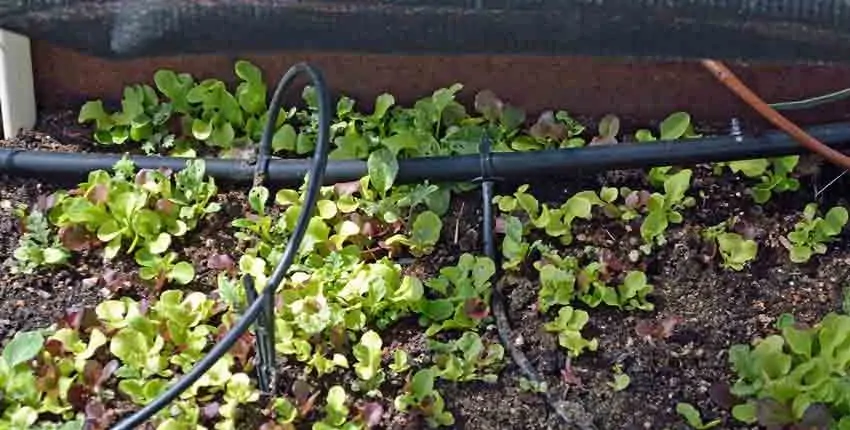 A close up of some plants growing in the ground