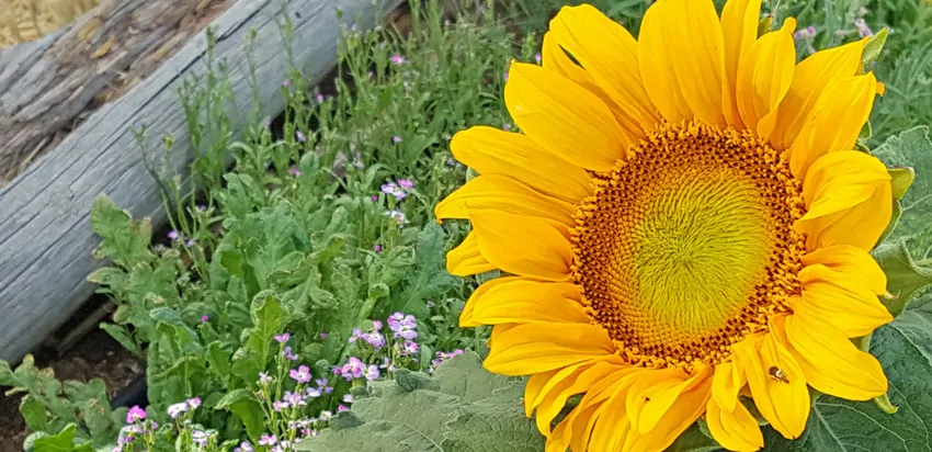 A yellow sunflower in the middle of some green grass.