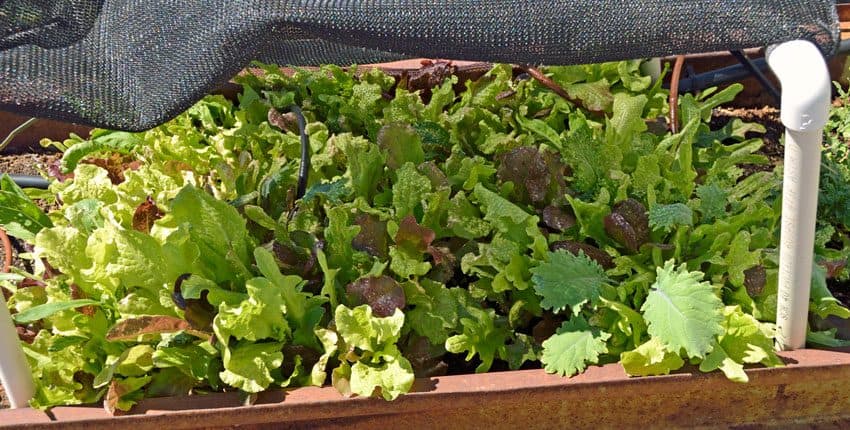 A close up of lettuce in a container