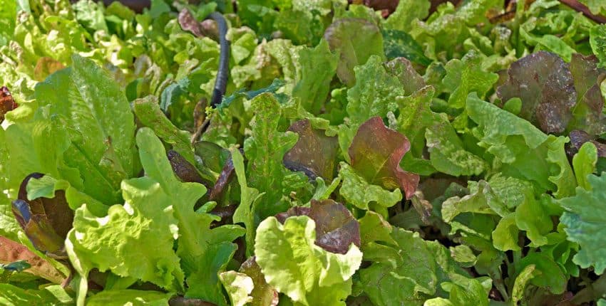 A close up of lettuce in a container