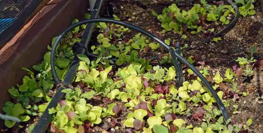 A pile of green and red leaves next to a black hose.