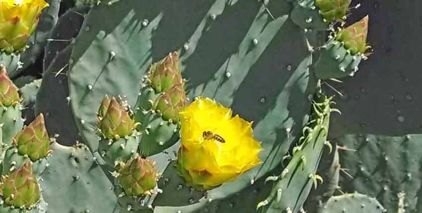 A yellow flower with green leaves in the background.