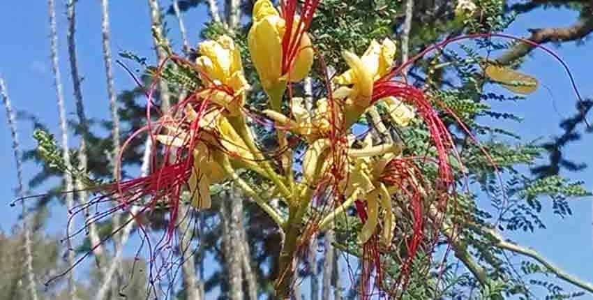 A close up of the flowers on a tree