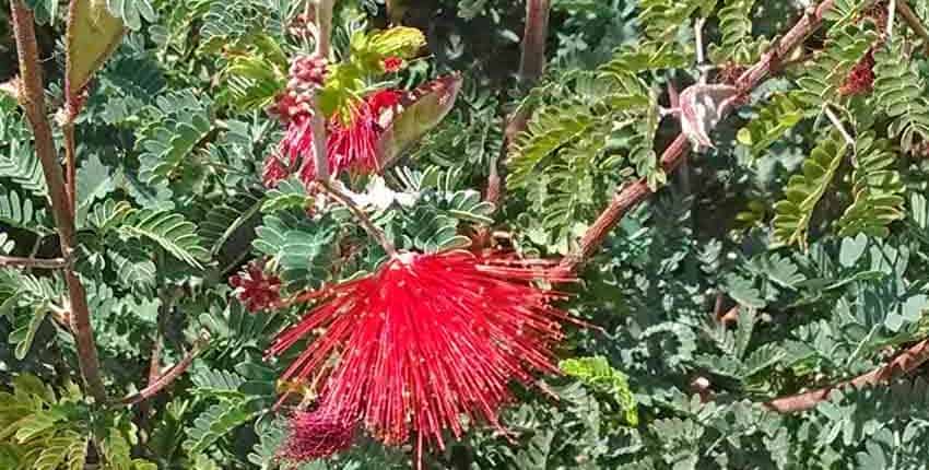 A red flower is growing in the middle of some bushes.