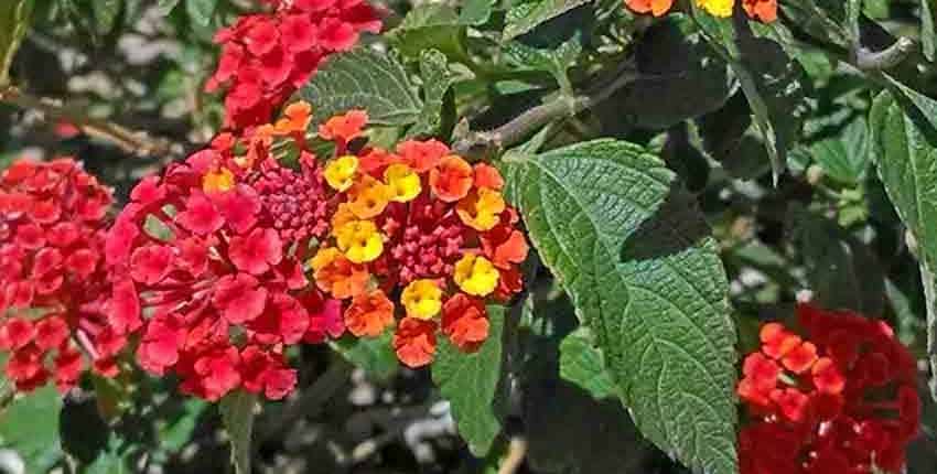 A close up of the flowers on a plant