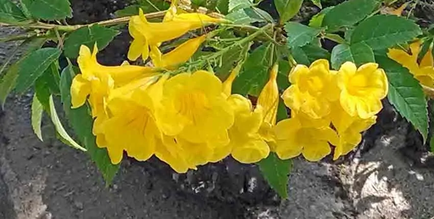 A close up of yellow flowers on the ground