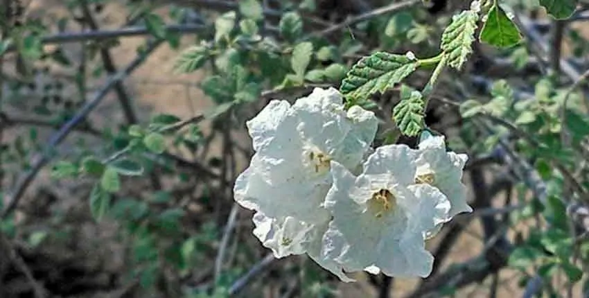 A close up of some flowers on a tree