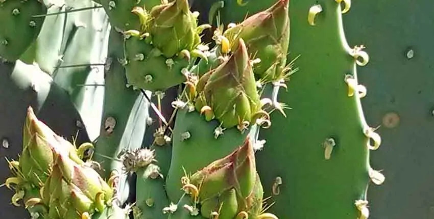 A close up of the leaves on a cactus