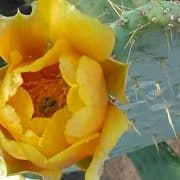 A yellow flower with many petals and a bee on it.