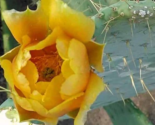 A yellow flower with many petals and a bee on it.