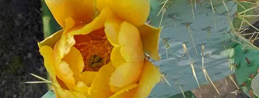 A yellow flower with many petals and a bee on it.