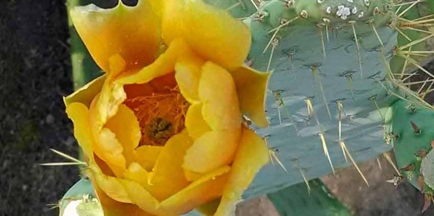 A yellow flower with many petals and a bee on it.