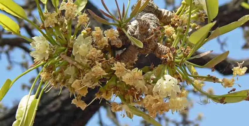 A close up of the flowers on a tree