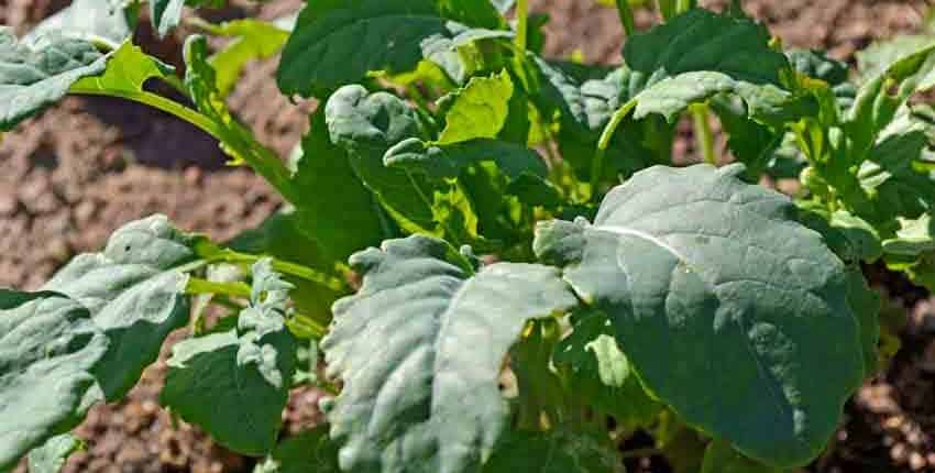 A close up of some green leaves on the ground