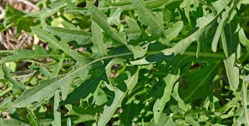 A close up of green leaves on the ground