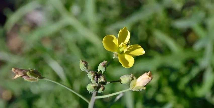 A yellow flower is growing in the grass.