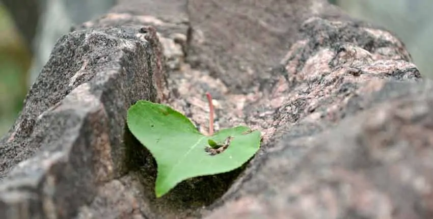 A green leaf sitting on top of a tree.