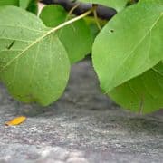 A close up of leaves on the ground