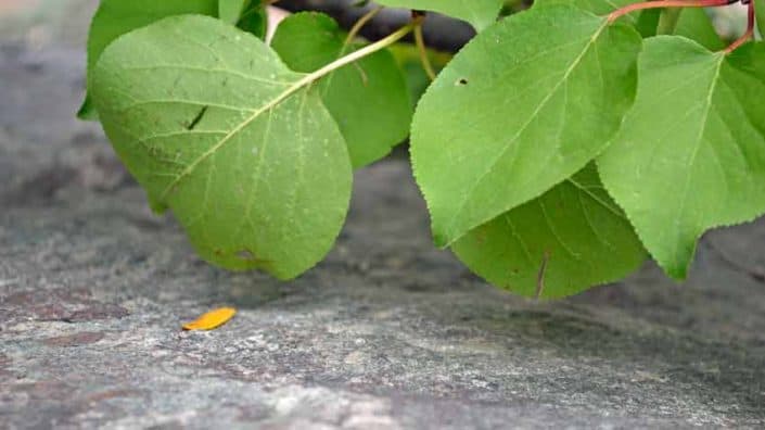 Aspens on granite