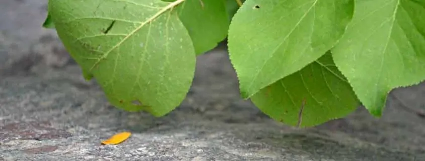 A close up of leaves on the ground