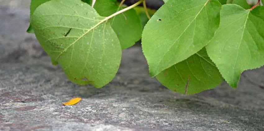 A close up of leaves on the ground