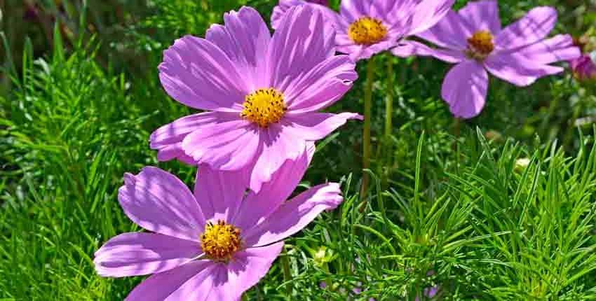 A close up of some purple flowers in the grass