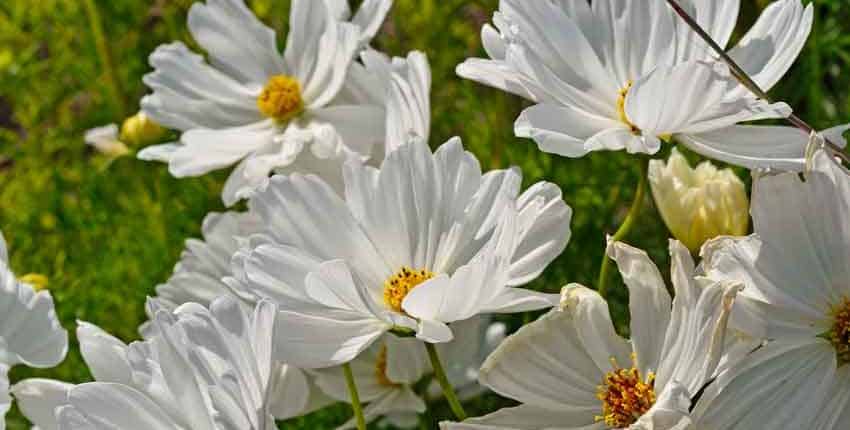 A close up of white flowers with yellow centers