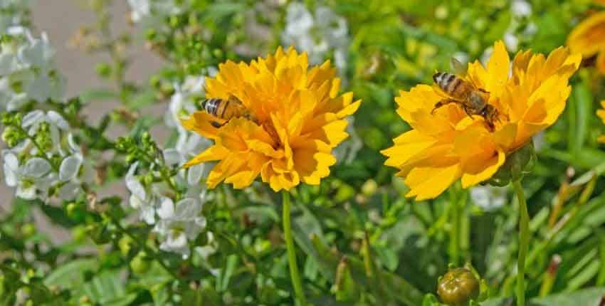 Bees enjoying themselves