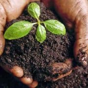 A person holding dirt with a plant in it.