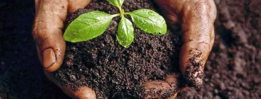 A person holding dirt with a plant in it.