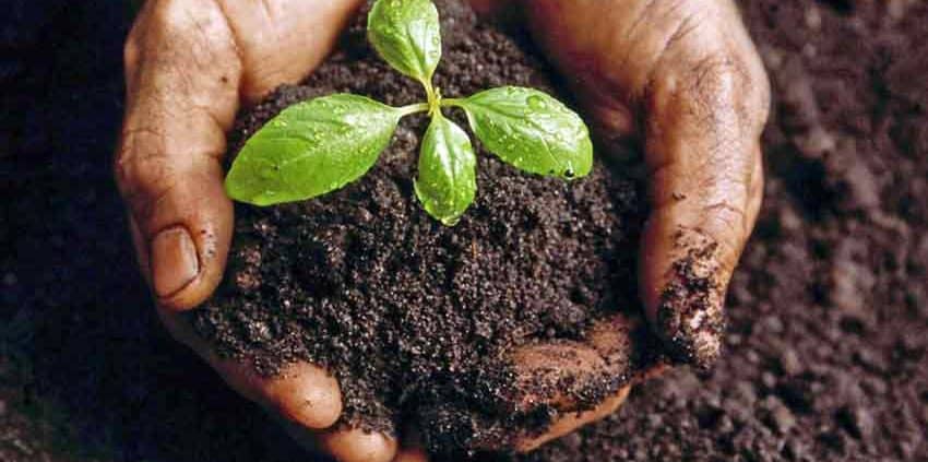 A person holding dirt with a plant in it.