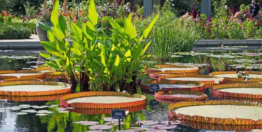 A pond with water lilies and plants in it.