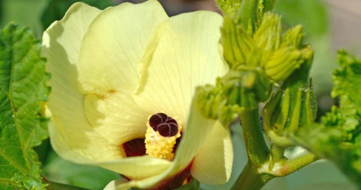 A close up of the flower with green leaves.