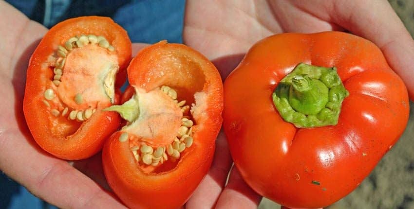 A person holding an orange bell pepper in their hand.