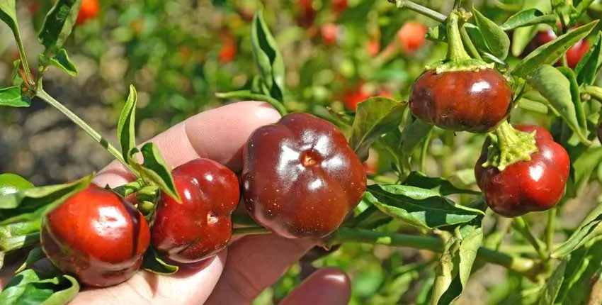 A person holding tomatoes in their hand.
