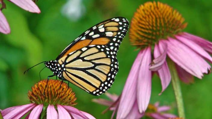 A butterfly is sitting on the flower of an echinacea plant.