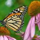 A butterfly is sitting on the flower of an echinacea plant.