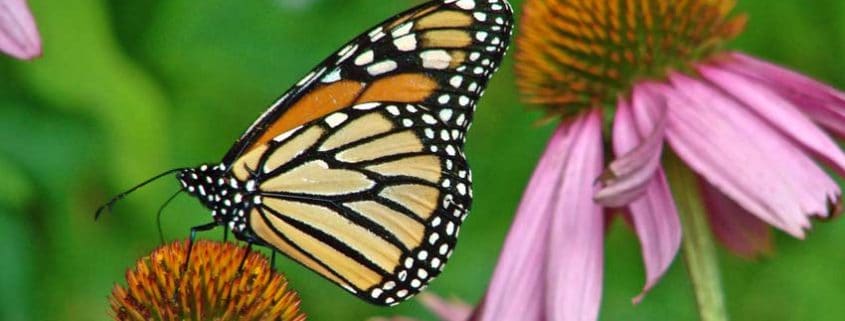 Monarch on Echinacea