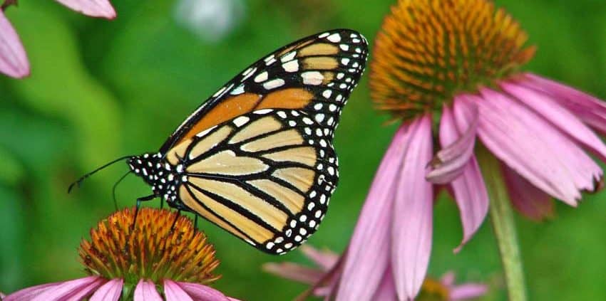 A butterfly is sitting on the flower of an echinacea plant.